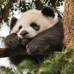 ChooBamboo