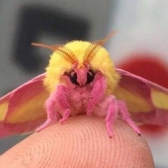 MothGirl