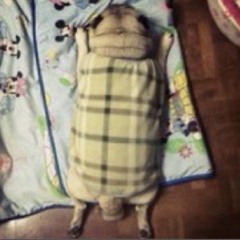 taimo