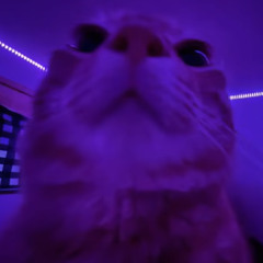 tim