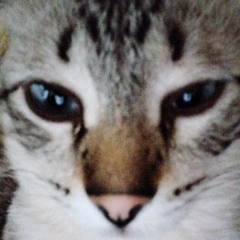 junin_kzz