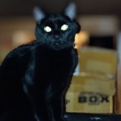 Blakitten