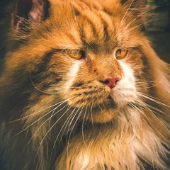 Twitch Safe Music 🎧  Gaming Pop and EDM 🎮