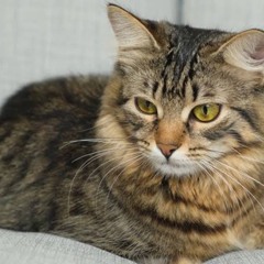 cute kitty:3