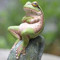 Lil Ribbit