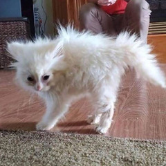 Moumou