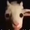 Blumel Rengechel