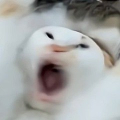 あらあらあらあらあらあら