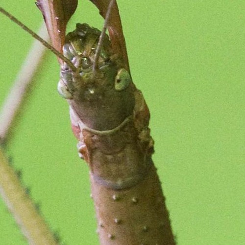 insecte-bâton’s avatar