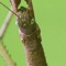insecte-bâton
