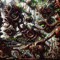 Makumba/The Verge