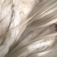 ｊａｄｏｒｅ ｌｉｎａ