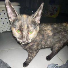 Palusoopa