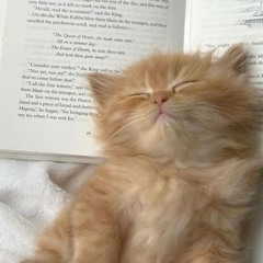 🐈💖