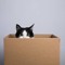 Cat in the Box