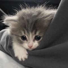 cat mqis