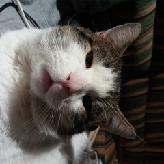 ms
