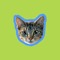 Odd Cat