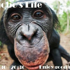 A Bonobo's Life