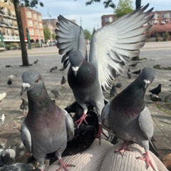 BLACKBIRD 🐦‍⬛