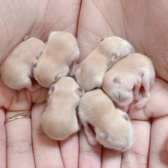 baby hamster luver