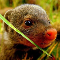 Mongoose4259