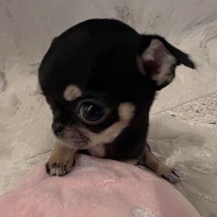 ໒꒰ྀིᵔ ᵕ ᵔ ꒱ྀི১