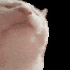 Flyte