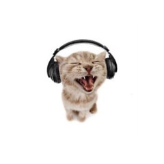 kitty700b
