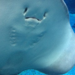 『HIATUS』FluffyFuton ✨