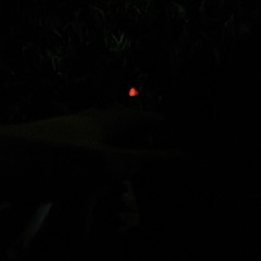 fire in the dark