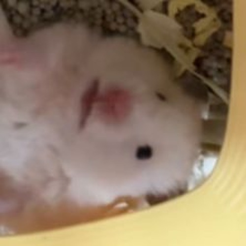 Oraalidonitsi - Forklifter