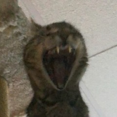 Makdot