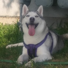 Husker