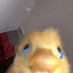 오 리