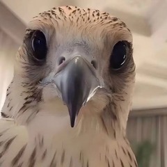 𝐑🇶🇦.