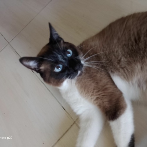 Gorgasm - Silence Follows Dismemberment