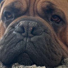 Maryl