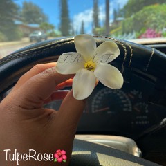 TulpeRose 🌺
