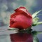 User 5ahmad