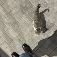 مهند قاسم