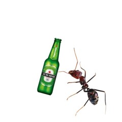 ants with beer