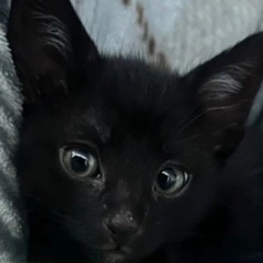 evelyn