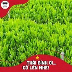 Thanh Huê Cay Xanh