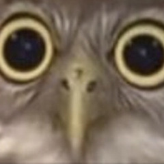 crazy owl