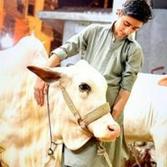 Faizan Khan