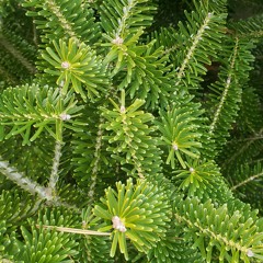 Crystal Waters - Gypsy Woman (Jack Willis Remix)