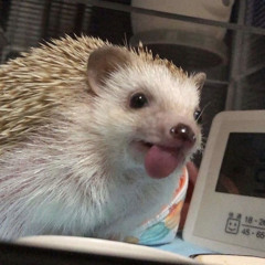 dianixxs.anch