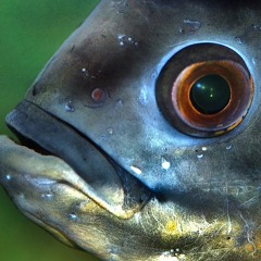EYE.SHA