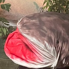 ニシノスケ